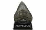 Serrated, Fossil Megalodon Tooth - South Carolina #121425-2